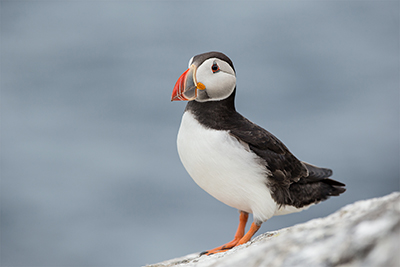 a puffin bird