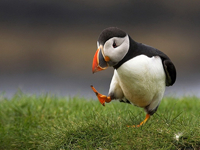 a puffin bird