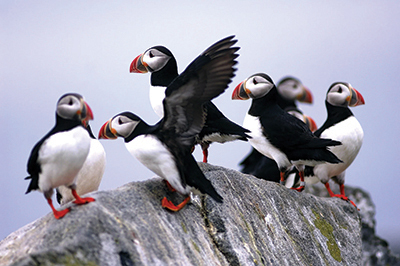 a puffin bird