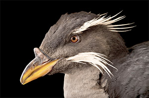 a puffin bird