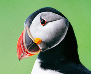 a puffin bird