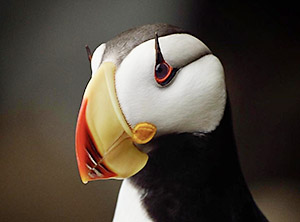 a puffin bird