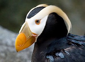 a puffin bird